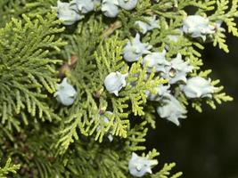 thuja tree berry detail photo