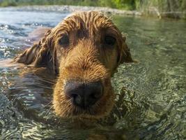 perro cocker spaniel nadando en el agua foto