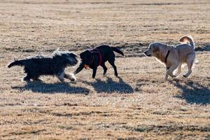 happy dogs running to you photo