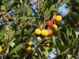árbol frutal de fresa en liguria, italia foto