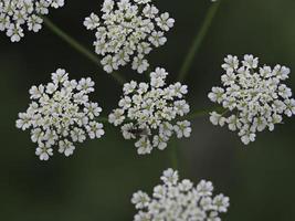 elder tree flowers photo