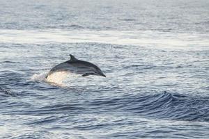 Striped dolphin close up portrait at sunset while jumping photo