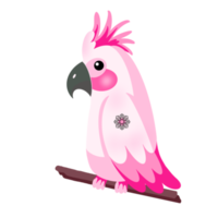 el loro rosa png