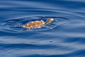 bebé recién nacido caretta tortuga cerca de la superficie del mar para respirar foto