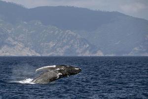 Humpback whale breaching in Mediterranean sea ultra rare near Genoa, Italy August 2020 photo