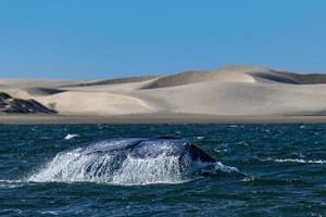 cola de ballena gris bajando en el fondo de las dunas de arena de bahia magdalena foto