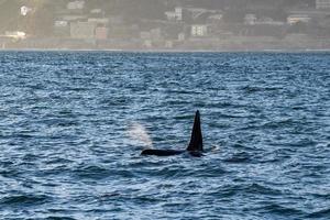 orca orca en el mar mediterráneo foto