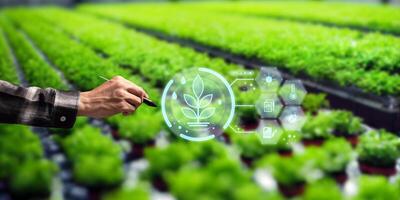 Modern smart farm, controlled by technology Farmers Is monitoring the growth of trees in the plots photo