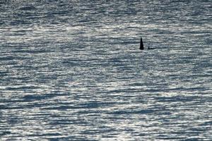 orca killer whale in mediterranean sea at sunset coming from Iceland photo