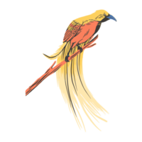 oiseau sauvage dessiné à la main oiseau cendrawasih png