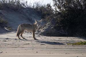 Coyote on the sand in baja california photo