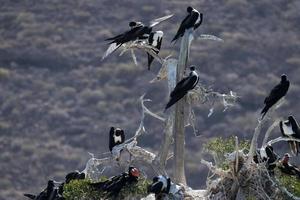 Galapagos booby red throat nest in cortez sea baja california sur mexico photo