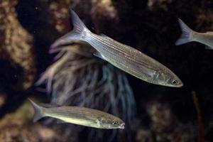 isolated anchove underwater close up detail photo