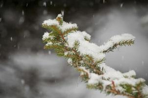 Snow flakes falling down on pine in winter time photo