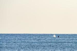 orca orca en el mar mediterráneo al atardecer procedente de islandia foto