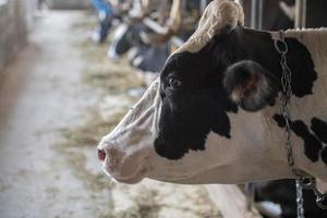 black and white cows inside stable view photo