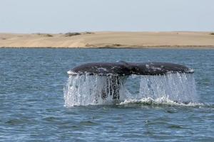 cola de ballena gris bajando en el fondo de las dunas de arena de bahia magdalena foto