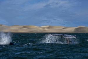 cola de ballena gris bajando en el fondo de las dunas de arena de bahia magdalena foto