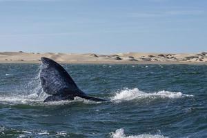 cola de ballena gris bajando en el fondo de las dunas de arena de bahia magdalena foto