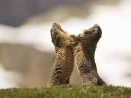 Two Marmot groundhog while fighting photo