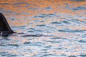 orca killer whale in mediterranean sea at sunset photo