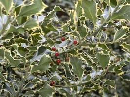 escoba de carnicero con frutos rojos muérdago navidad foto