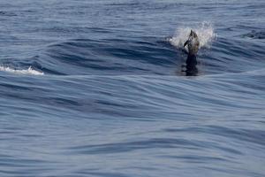 Dolphin while jumping in the sea at sunset photo