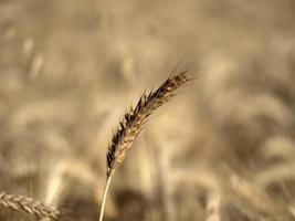 mature wheat spike ready to harvest detail macro photo