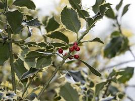 Butcher's broom with red fruit mistletoe christmas photo