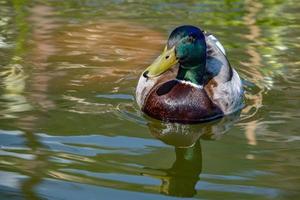 wild Duck while looking at you photo