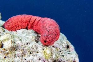 Holoturian sea cucumber close up portrait in maldives photo