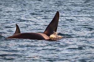 orca killer whale in mediterranean sea photo