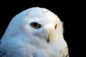 Snow white owl close up detail photo