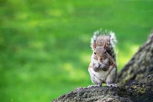 grey squirrel on the green portrait look at you photo