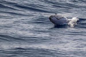 striped Dolphin while jumping in the deep blue sea photo