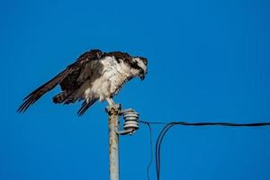 pájaro águila pescadora aislado en azul foto