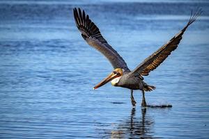 Pelican while flying at sunset photo