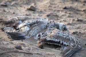 dead seagull on the beach photo