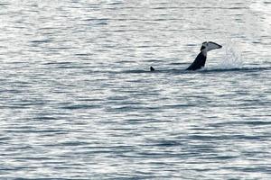 Cola de orca golpeando en el mar mediterráneo foto