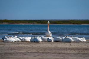 Pelican while resting on sand at sunset photo