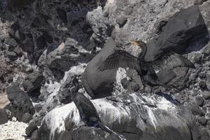 cormorant open wings in baja california mexico in cortez sea photo