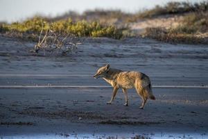 coyote on the sand photo