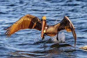 Pelican while flying at sunset photo