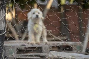 caged white dog photo