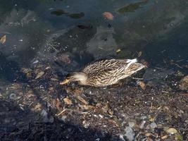 pato salvaje nadando en basura plástica mar de basura foto