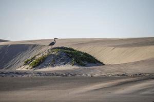 blue heron on the sand in california photo