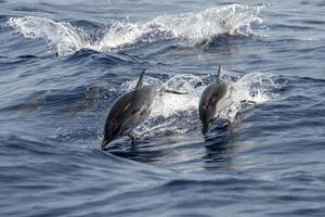 delfín rayado mientras salta en el mar azul profundo foto