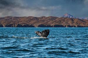 grey whale tail going down in ocean at sunset photo