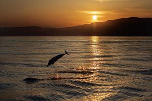 Dolphin while jumping in the sea at sunset photo