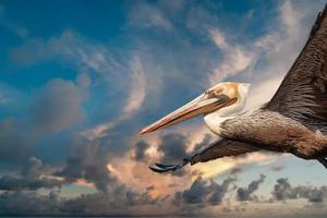 Pelican while flying at sunset photo